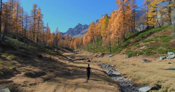 Forward Aerial Following Woman Walking in Alpine Mountain Valley with Creek and Larch Forest Woods