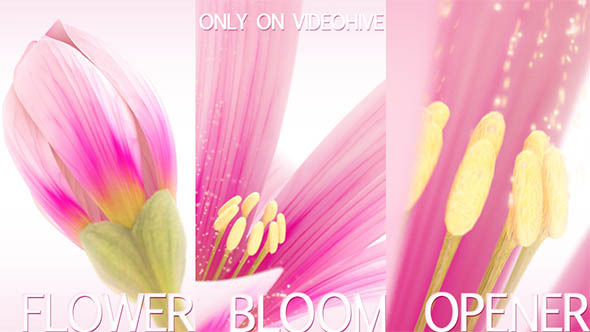Flower Bloom Logo