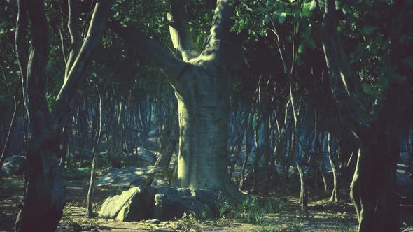 Roots of a Tree in a Misty Forest