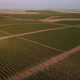 Beautiful Aerial View of Vineyards - VideoHive Item for Sale