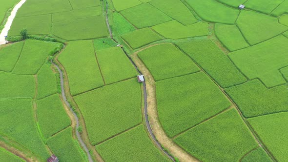 Aerial view drone flying over of agriculture in paddy rice fields for cultivation.