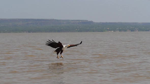 980280 African Fish-Eagle, haliaeetus vocifer, Adult in flight, Fish in Claws, Fishing at Baringo La