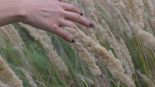 A Woman's Hand Spends Through Dry High Grass and Flowers in Summer in a Field at Sunset Slow Motion