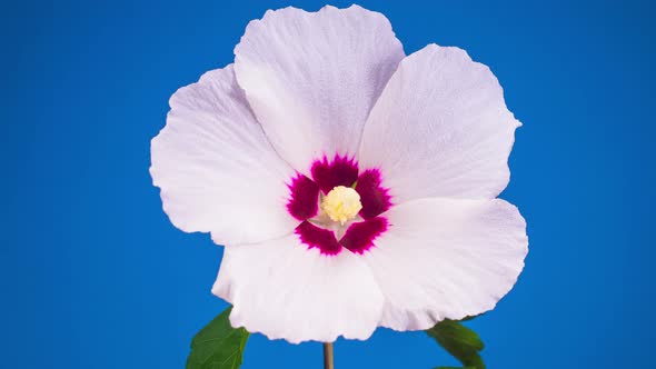 White Hibiscus Flower Blooming