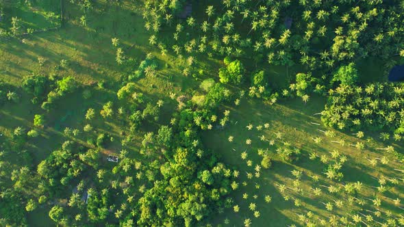 Drone is flying over a coconut grove at sunrise