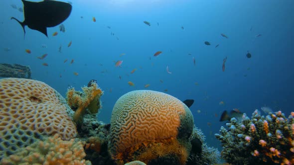 Underwater Tropical View