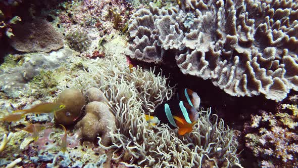 Sea Anemone and Clown Fish