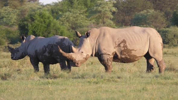 Muddy rhino mother and young 