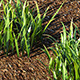 Grass v.2 - 3DOcean Item for Sale