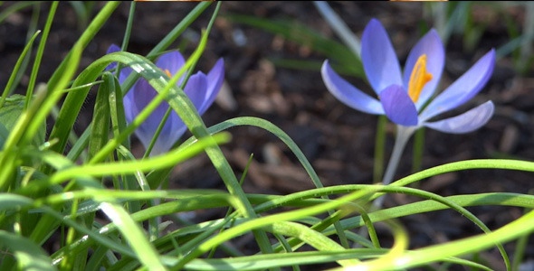 Blue Crocuses - Spring Flowers - 127