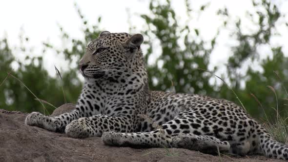 Close view of leopard lying on mound and grooming on windy day