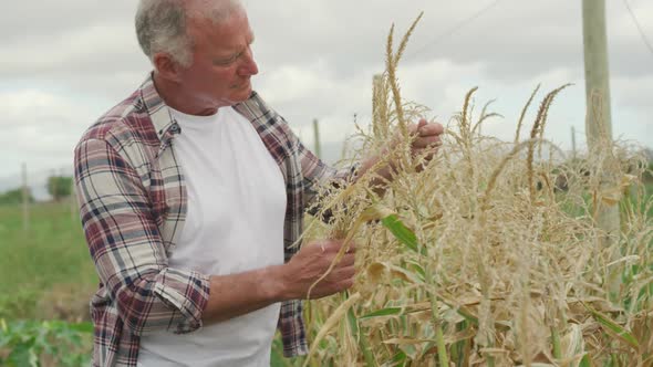 Mature man working on farm