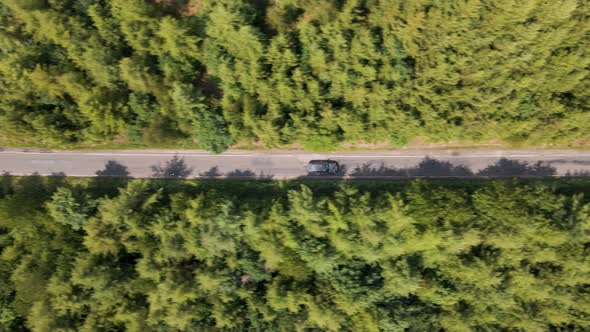 drone flight looking down and following a car driving through the dense pine forests