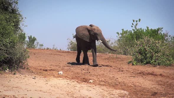 Herd of Elephants At The River