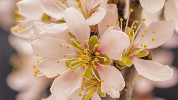 Apricot Flower Blooming