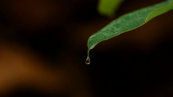 Close-up of plants after rain