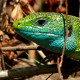 Green Lizard Head - VideoHive Item for Sale