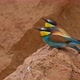 European Beeeater or Merops Apiaster - VideoHive Item for Sale