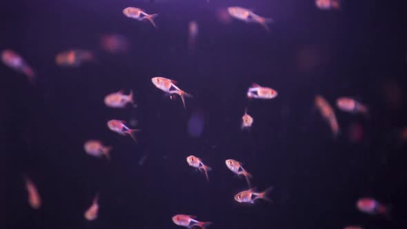 Large school of tiny Minos swimming together in freshly laid aquarium tank.