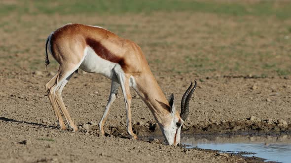 Springbok Antelope Drinking At A Waterhole