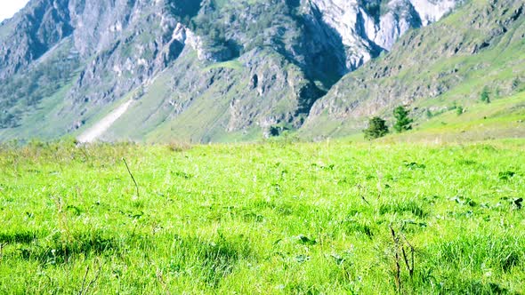 Hiking Man Walking on Green Mountain Meadow with Backpack. Summer Sport and Recreation Concept.