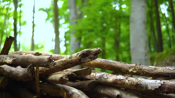 Pile Of Cut Tree Branches Near The Forest - Tilt-Up Shot