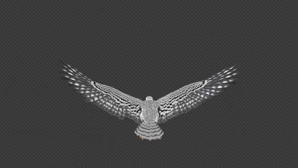 Arctic Gyrfalcon - 4K Flying Loop - Back View alt