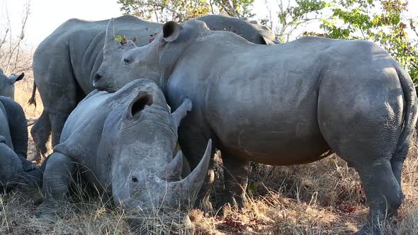 Friendship between two white rhinoceroses as one rests on the other