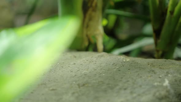 Close up shot of green and black poison frog jumping on rock