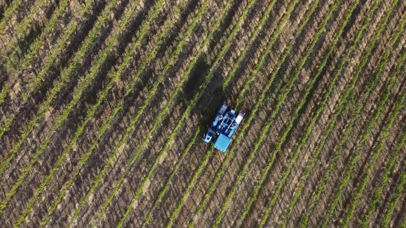 Grape Harvester At Work