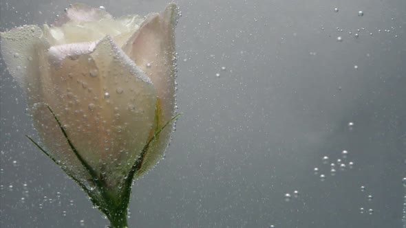 Beautiful Cream-colored Rose Found in Clear Crystalline Water. Bubbles of Air Surrounded the Flower