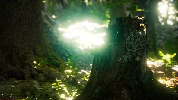 Sunlight Rays Pour Through Leaves in a Rainforest