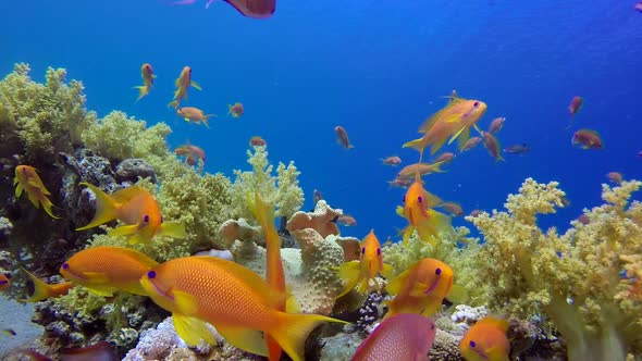 Underwater Colorful Fishes with Blue Water Background