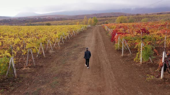 Grape Growing Sustainable Agriculture