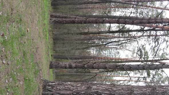 Vertical Video of Beautiful Forest Landscape Aerial View