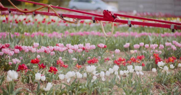 Tractor Spraying Chemicals on Tulips Flower Plantation