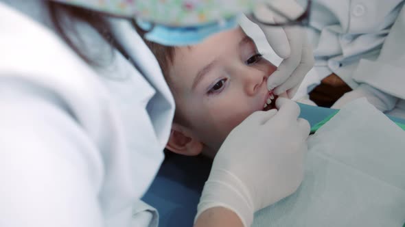 Woman Dentist Examines Baby Teeth of Little Boy Patient in Clinic