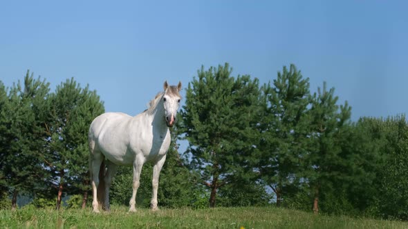 A Lone White Horse Grazes on Green Fields