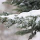 Falling Snow And A Pine - VideoHive Item for Sale
