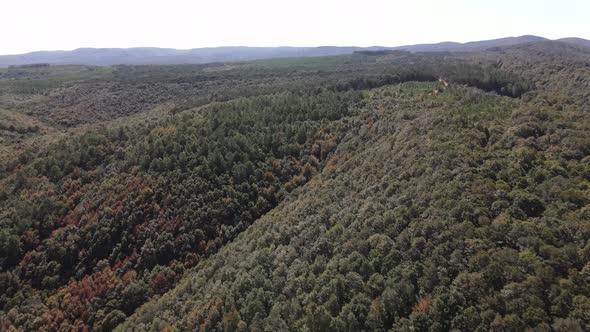 Forest Nature Aerial View Drone