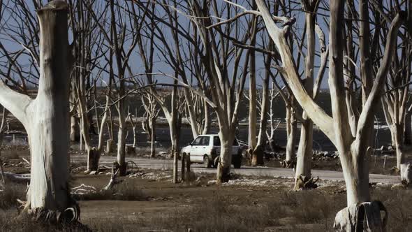 Old Car driving on Road through Dry Trees.