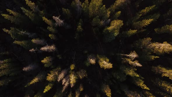 Aerial view of Oregon forest