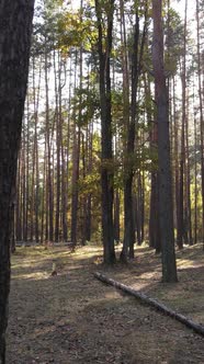 Vertical Video of Trees in the Forest in Autumn