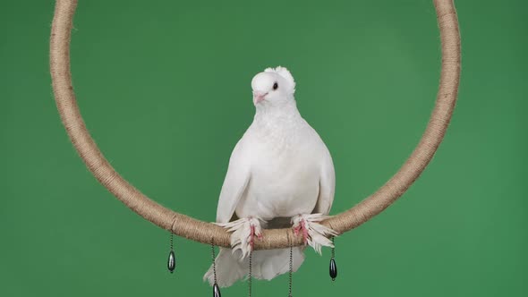 A Real Dove with Beautiful White Plumage Sits on the Ring and Looks Around