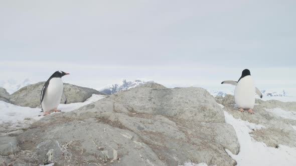 Gentoo Penguin Couple Stand Snow Rock Closeup View