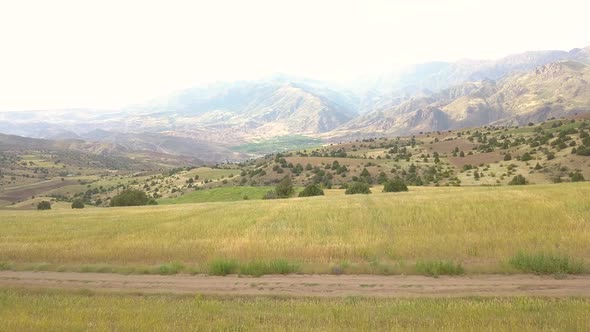 A beautiful view, Wheat fields, wild trees, rural areas, Cool and fresh air, a day full of peace.