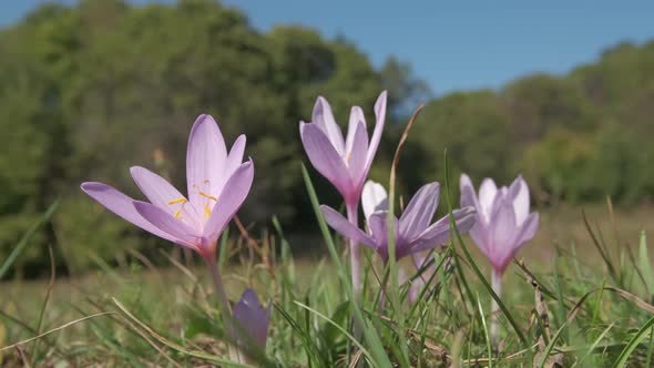 Saffron Flowers Blossom