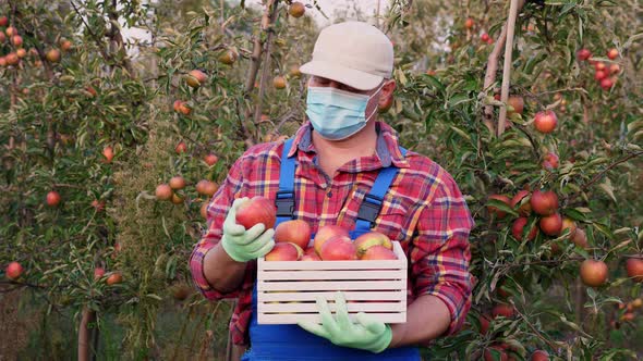 Farmer with Apple Harvest. Man, in Protective Mask, Holds in Hands a Box of Freshly Picked Apples