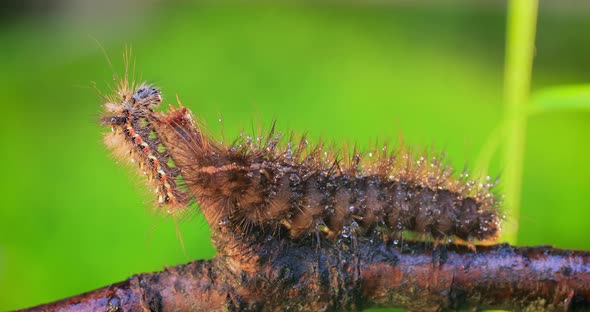 Caterpillar Yellow Tail Moth Euproctis Similis and Caterpillar Phragmatobia