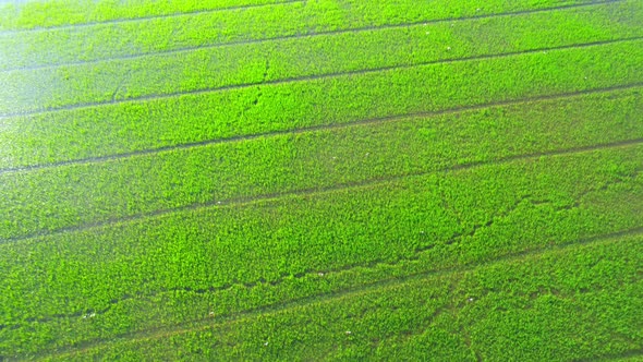 The sapling of the green rice sapling plant. Video of fresh spring rice field